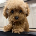 お店のワンちゃん紹介🐶