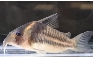 『11月24日(木)熱帯魚入荷情報！』の画像