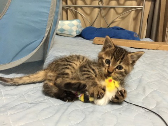 子猫のグッズデザイン　20260404