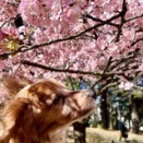 河津桜、満開2026♪