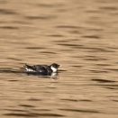 ウミスズメ潜水