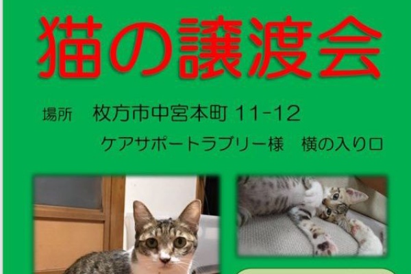 猫の家族探しin枚方