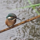 『投稿：BORG71FLによるカワセミ幼鳥＆親鳥　2020/06/25』の画像