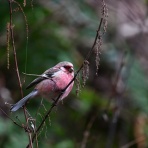 とりがあはっぴい
