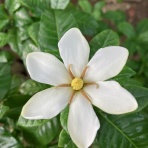 峰子の花曜日