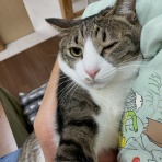 家をさがすのじゃ～～～～