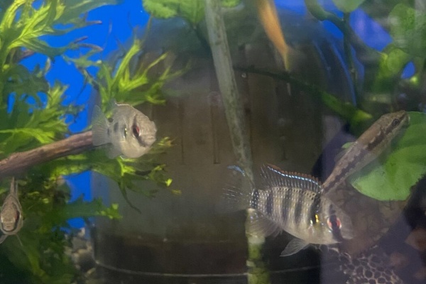 ワンラブ観賞魚部門の入荷情報ブログ 21年06月