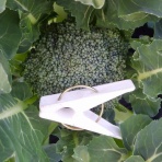 furuutuの気ままな家庭菜園日誌