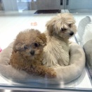 今日のワンちゃん紹介