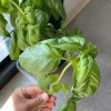 【ご飯日記】グリーンスムージー、茅乃舎で味噌汁、日本のおやつ美味しい