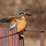 おじさんの小さな冒険