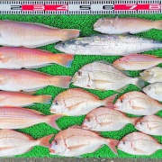 2025年11月17日　釣果