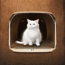サイバーパンクと猫