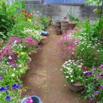  花好きおばあさんの　園芸ボランティア日記