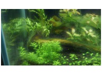 コリドラスをソイルでモサモサ 田砂でモフモフ敷き分けレイアウト Aquaco Co