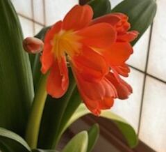 君子蘭が咲きました。