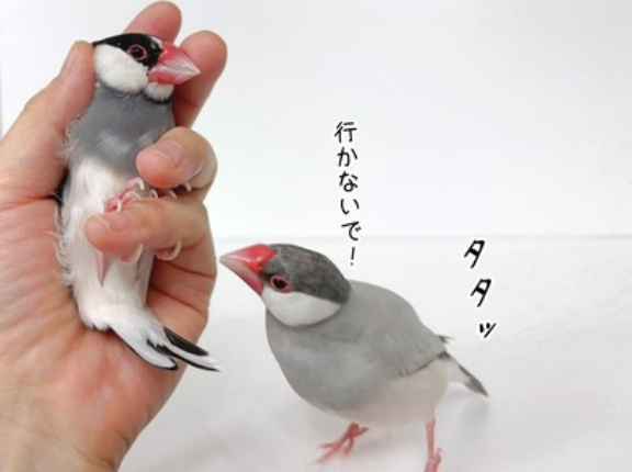 兄たんを追うジル