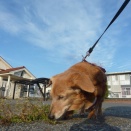 3/24 火 晴 トンガ諸島でM7.6の地震