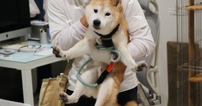 脱力系例のポーズ