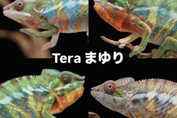 コッペパン　カメレオン 1〜46巻　46冊セット コッペパン カメレオン 1〜46巻 46冊セット カメレオン 1～46巻