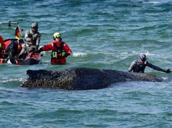 ドイツ人「お前らの国で今一番盛り上がってるニュースは何？(政治戦争以外で)」