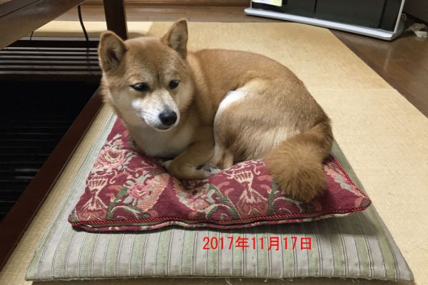 豆柴 まりちゃん のいたずら写真集