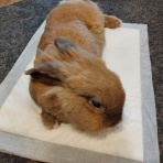 白うさぎレオちゃん