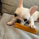 フレブルのもちこちゃん、トライアルへ👍💓🐶