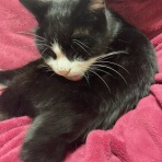 猫ちゃんと私のとんでもない日常日記