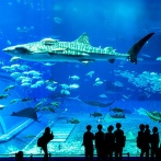 【動画あり】水族館の水槽のガラス割れる動画、怖すぎるｗｗｗｗｗｗｗ