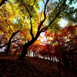『2025.11『半田山植物園の絶景紅葉 final🍂⑥』岡山市北区』の画像