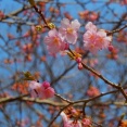 河津桜