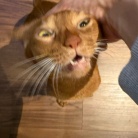 思い思いにくつろぐ猫たちに癒されるラッキー飼い主