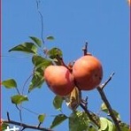 ときめき老テニス