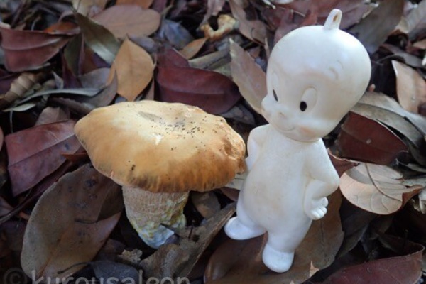 黒いうさぎのれおんくん∂⍵∂】 - ポルチーニ