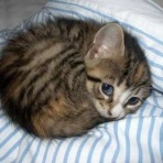 にゃんこ速報～修羅場・キチママ・生活まとめ～