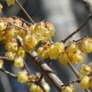 有馬富士公園散策