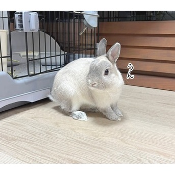 うさぎのルリ(10/16追記)