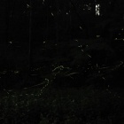 『投稿：横浜のゲンジボタルとヘイケボタル続編　2024/07/03』の画像