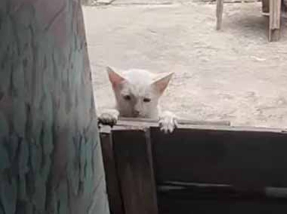 【名演技】 彼に向かって指鉄砲を撃ってみた。うっ！ → 素晴らしい役者はこちらです…