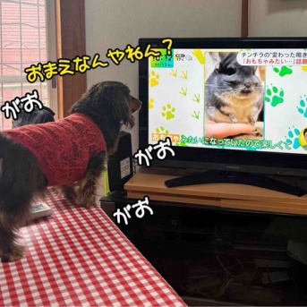 ママはお江戸でお仕事だ。