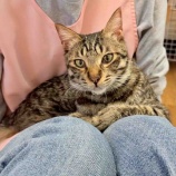 『たるくんが、猫の手を貸してくれた日』の画像