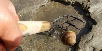 潮干狩りに行ったのですが、小さいイソガニ？と大きめなはまぐりを持って帰りました。子供が飼うというので、水に入れて外に置いてますが…