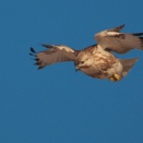 alulaを立ててホバ ～ノスリ幼鳥 Eastern Buzzard