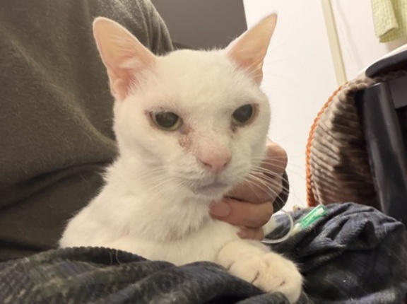 ウチューネコ皮下輸液　20260115