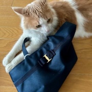 メルちゃん、バッグを持ってお出かけですか？