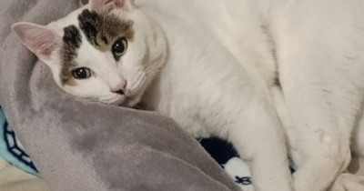 掃除してスッキリ！と、水色キラキラのりんご作りました。