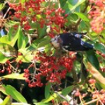 千葉の野鳥～大好き