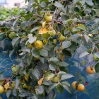 『秋の気配＆月の話　2022/09/09』の画像