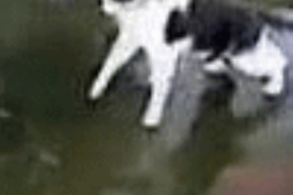 おもしろ動画まにあっくす 動物ネタ